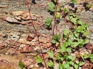 Green and red vine growing up a large rock formation