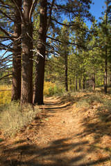 Hiking trail in the Serria Nevada Mountains in the fall