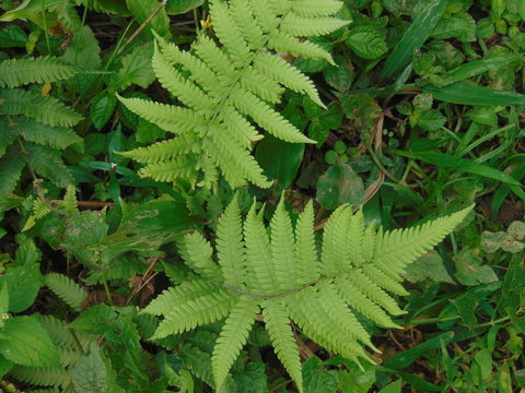 Flora at Talgua , Olancho, Honduras