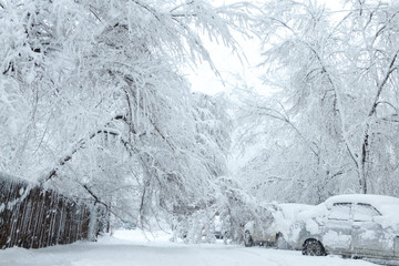 Snow blockages. The trees broke under the weight of wet snow and blocked the road between houses and crushed cars. Image of bad weather, cold climate - obrazy, fototapety, plakaty