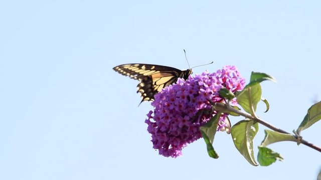 HD video one  eastern tiger swallowtail butterfly drinking nectar from purplish pink butterfly bush flowers. 