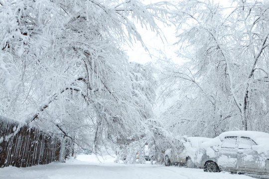 Snow blockages. The trees broke under the weight of wet snow and blocked the road between houses and crushed cars. Image of bad weather, cold climate