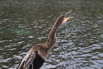 Anhinga