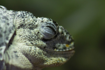 Iguana