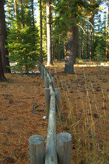 Fence leading thru the pine tree forest in Lake Tahoe