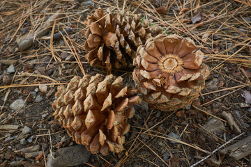 Pine cones on the ground under the forest canopy