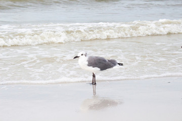 Laughing Gull