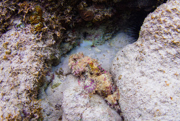 A scorpionfish hiding out in the rocks. This bottom dweller is venomous and typically lives on the ocean floor without moving very much at all until it is time to hunt 