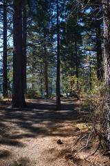 Lady hiker in a  ponderosa forest in Lake Tahoe