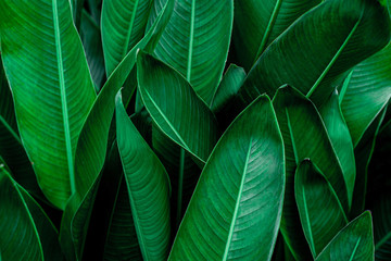 tropical banana leaf texture in garden, abstract green leaf, large palm foliage nature dark green background