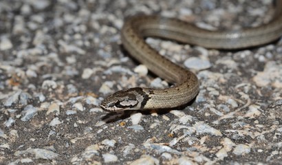False Smooth Snake ( Macroprotodon cucullatus ) in Spain