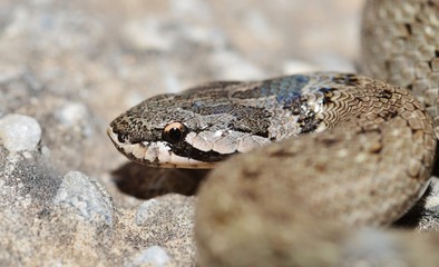 False Smooth Snake ( Macroprotodon cucullatus ) in Spain