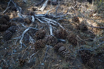 Pine cones lay under the giant trees of Lake Tahoe