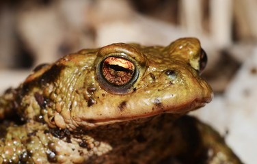 Common toad (Bufo bufo)