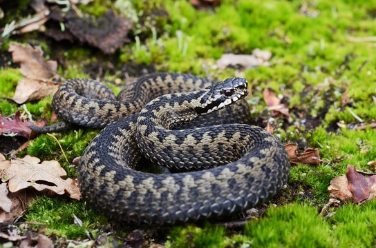 Common European Adder ( Vipera berus ) ready to attack
