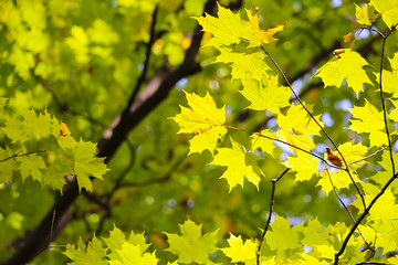 Colorful beautiful maple leaves in autumn, St-Bruno, Quebec, Canada