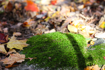 Colorful leaves on the grass in autumn, Brossard, Quebec, Canada