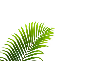 Obraz premium tropical coconut leaf isolated on white background, summer background