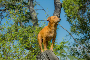 Perro Mascota Pensativo