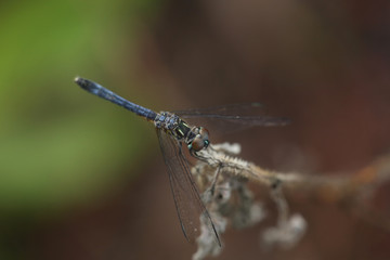 A Dragon fly rest on a branch in the forest