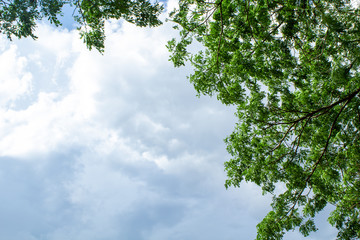 tree and sky