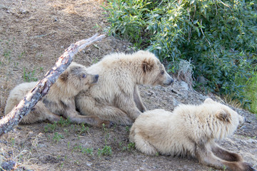 Three bear cubs relax
