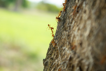 ants on tree