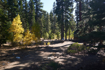 Woman hiker in the forest wth glowing aspens and towering ponderosa pines approaching a remote...