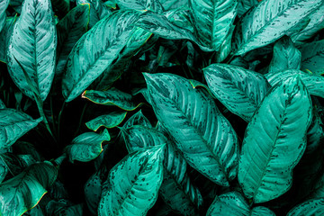 Fototapeta na wymiar abstract green leaf texture, nature dark tone background, tropical leaf