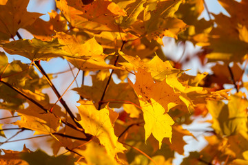 Colorful beautiful maple leaves in autumn, St-Bruno, Quebec, Canada