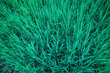 green rice plant sapling, rice field, nature background