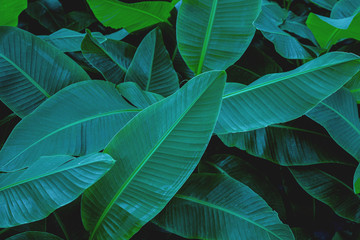 Obraz premium tropical banana leaf texture in garden, abstract green leaf, large palm foliage nature dark green background
