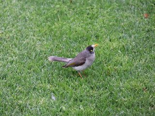 bird on grass