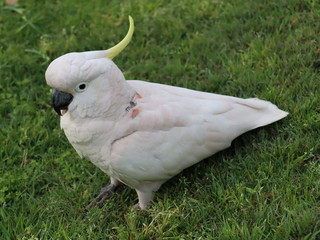 Cockatoo parrot on a background