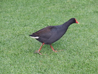 bird on grass