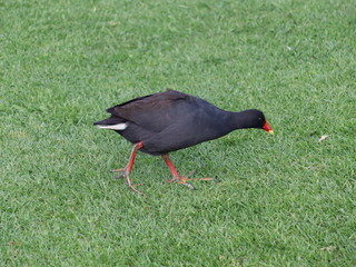bird in the grass 