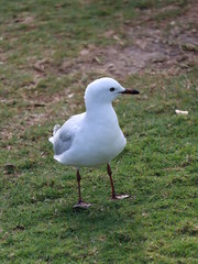 seagull in park
