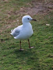 seagull on grass in a park