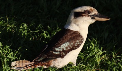 Kookaburra bird on tree