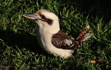 Kookaburra on grass