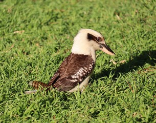 Portrait of a kookaburra on grass