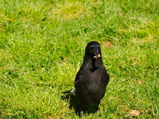 crow on grass