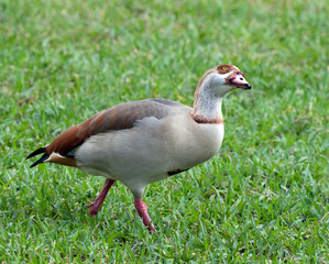Female Egyptian goose with buff, brown, and white feathers, pink legs, and a dark brown eye patch is strolling through green grass while looking upward with a dreamlike expression.