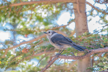 Gray Jay Side View