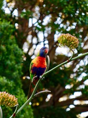 rainbow lorikeet in a tree