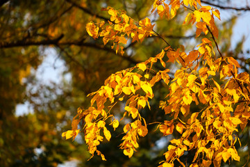 Colorful beautiful maple leaves in autumn, St-Bruno, Quebec, Canada