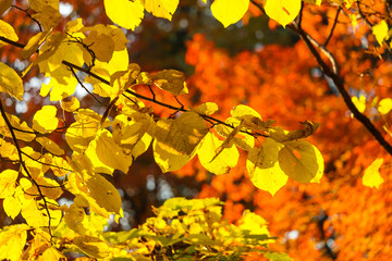 Colorful beautiful maple leaves in autumn, St-Bruno, Quebec, Canada