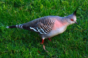 Wild pigeon in the grass