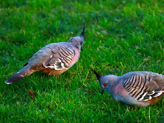Pigeons Doves on grass