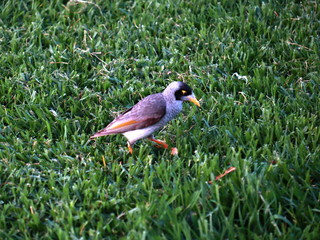 bird on grass